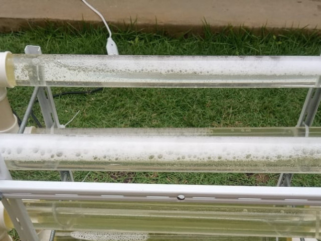 Governo de Sergipe apoia projeto que utiliza microalgas para absorção de CO2