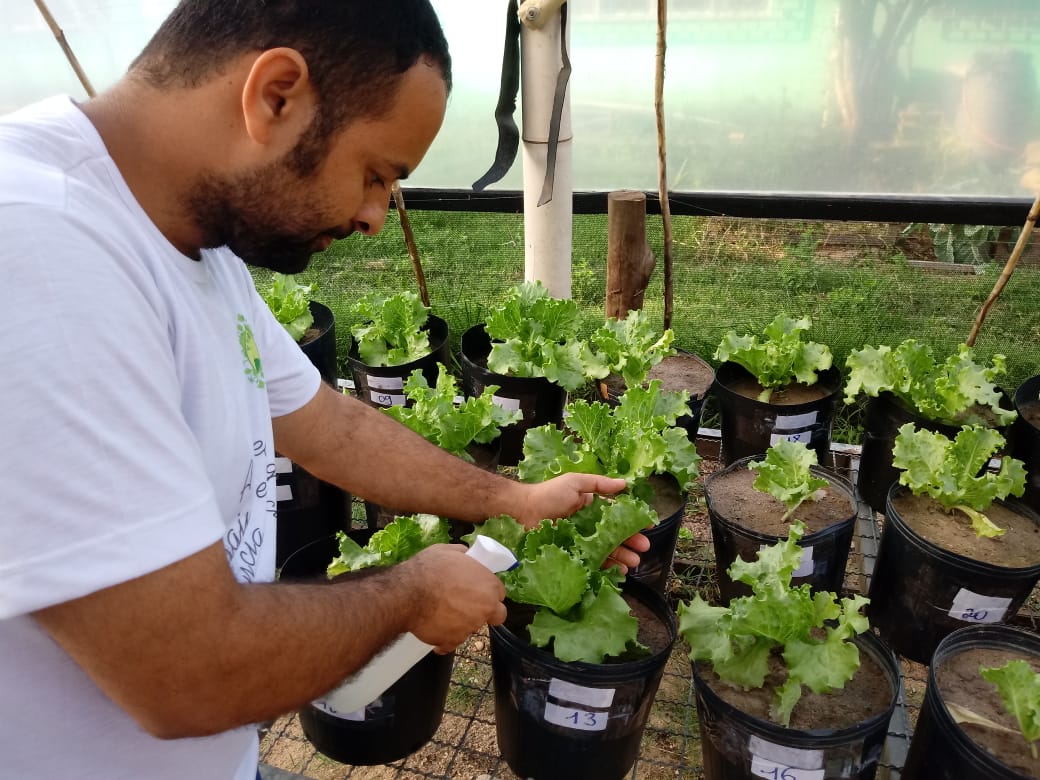 Pesquisa com biofertilizantes proporciona produção com baixo custo para produtores de alface